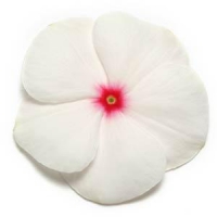 Pacifica XP Polka Dot Vinca